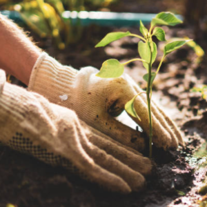 Group logo of Gardening